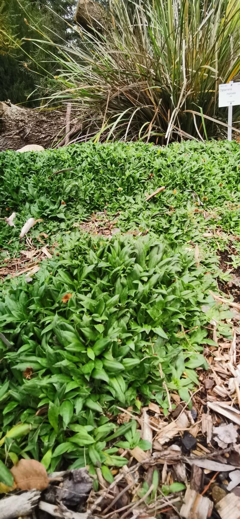 Ammobium calyceroides habit