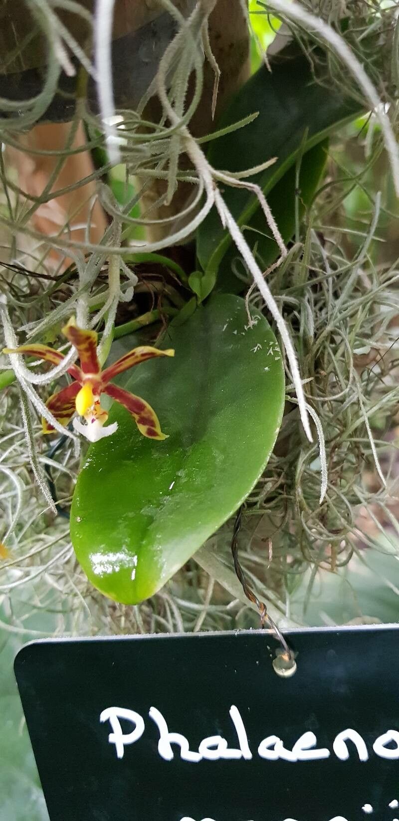 Phalaenopsis mannii — houseplant care guide