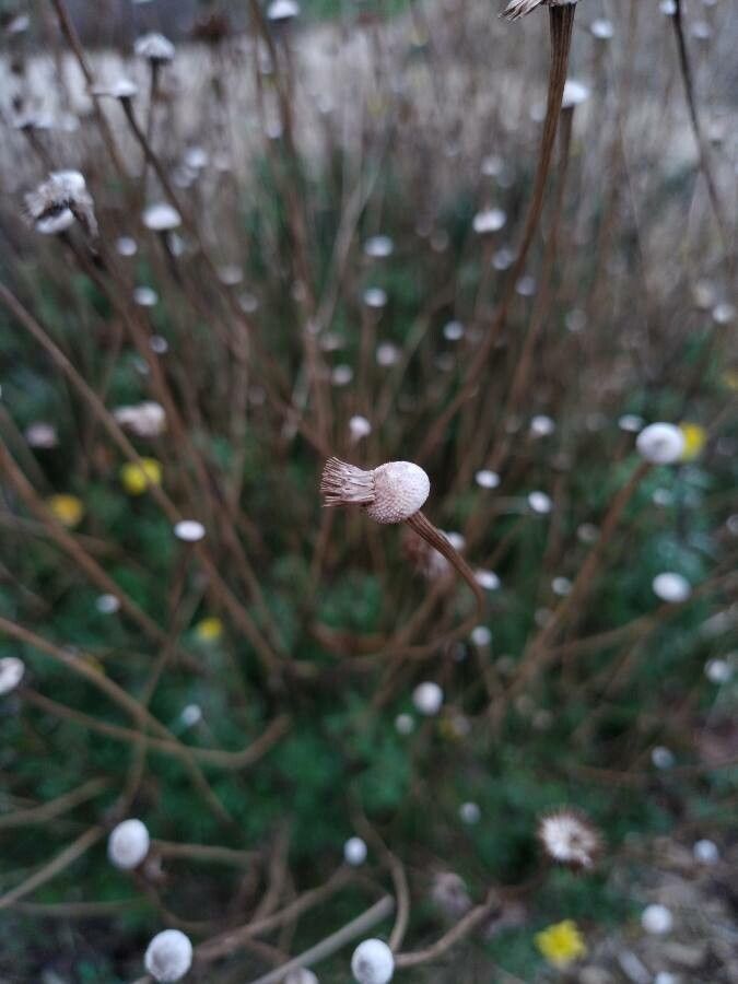 Cota tinctoria fruit
