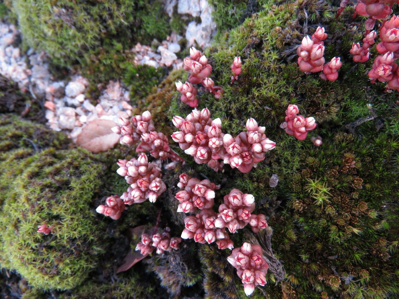 Sedum andegavense flower