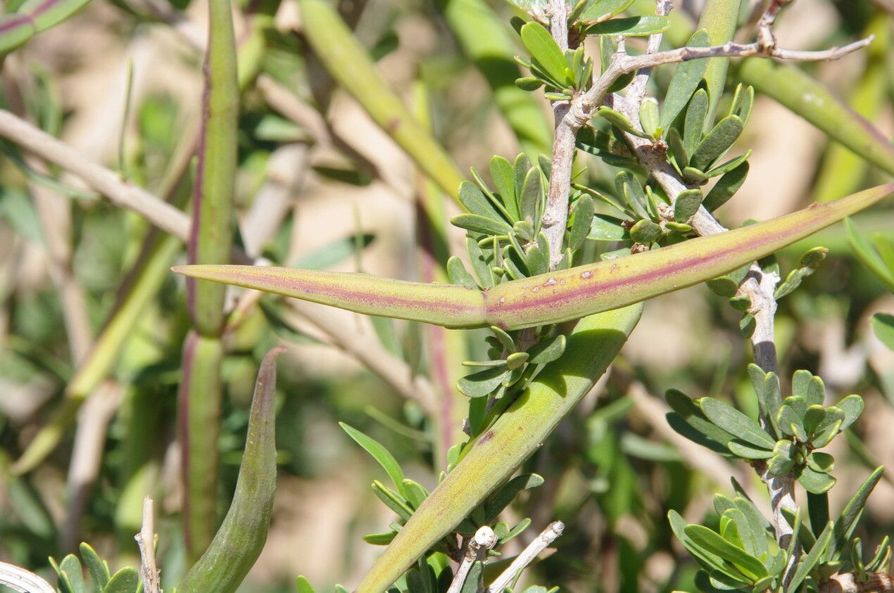 Periploca angustifolia fruit