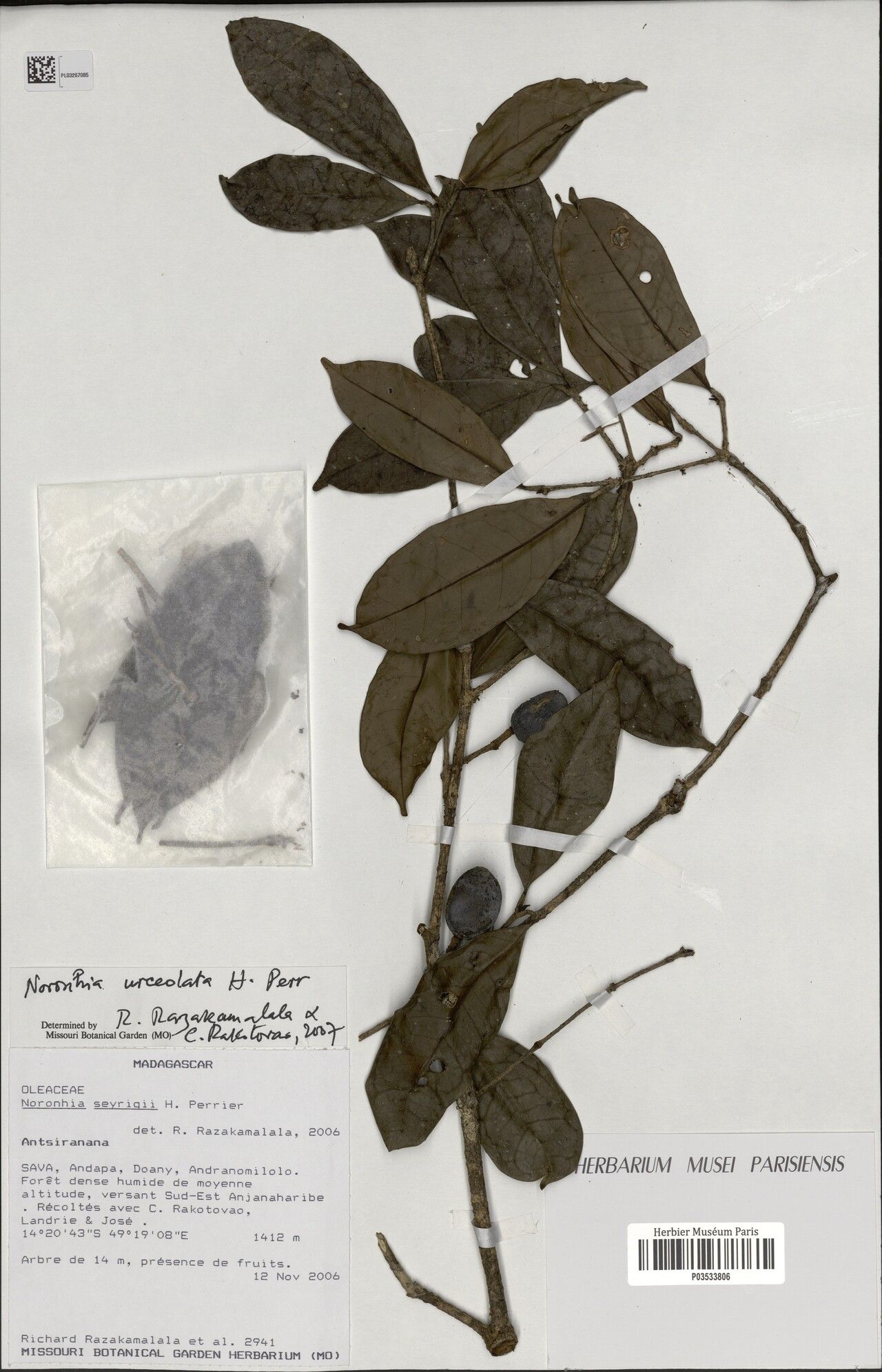 Noronhia macrocarpa — houseplant care guide