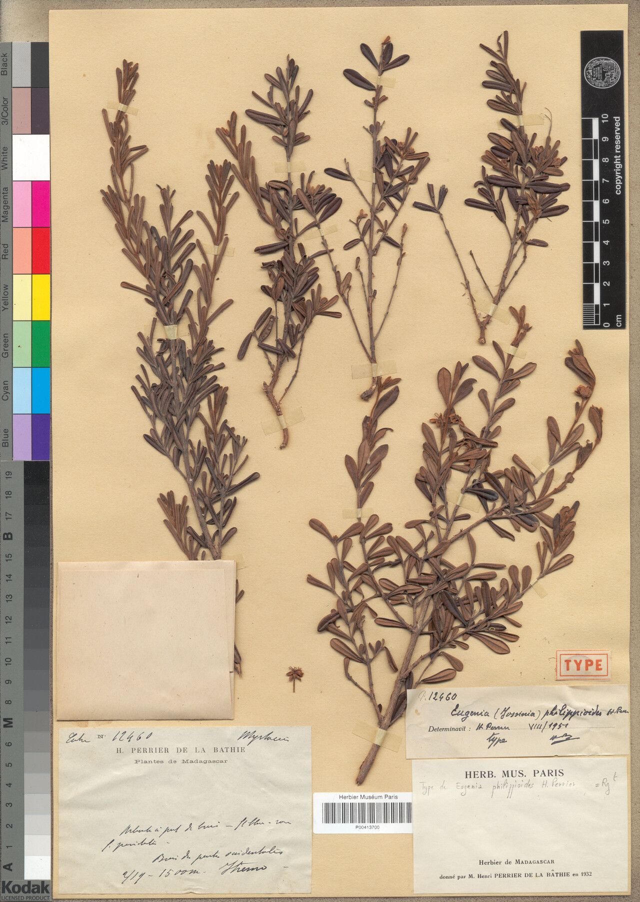 Eugenia philippioides — houseplant care guide