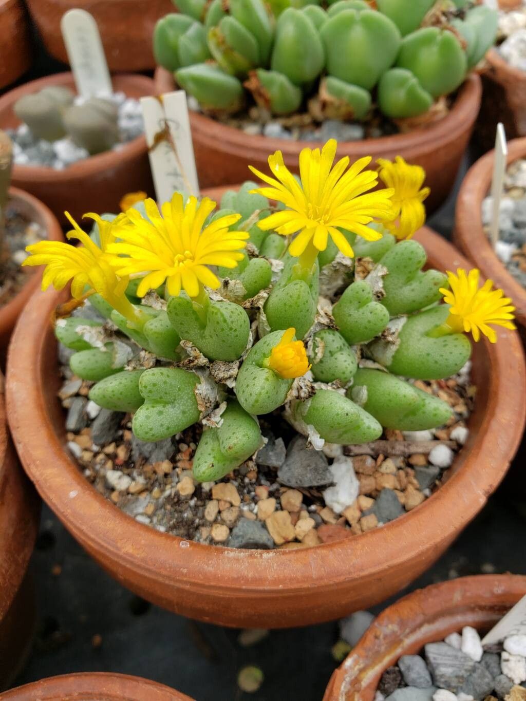 Conophytum tantillum habit