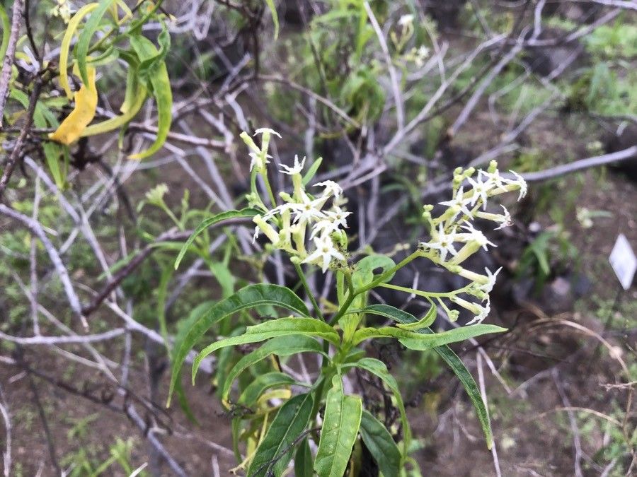 Heliotropium messerschmidioides flower
