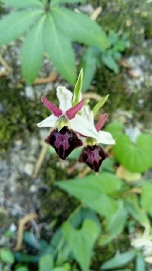 Ophrys exaltata flower
