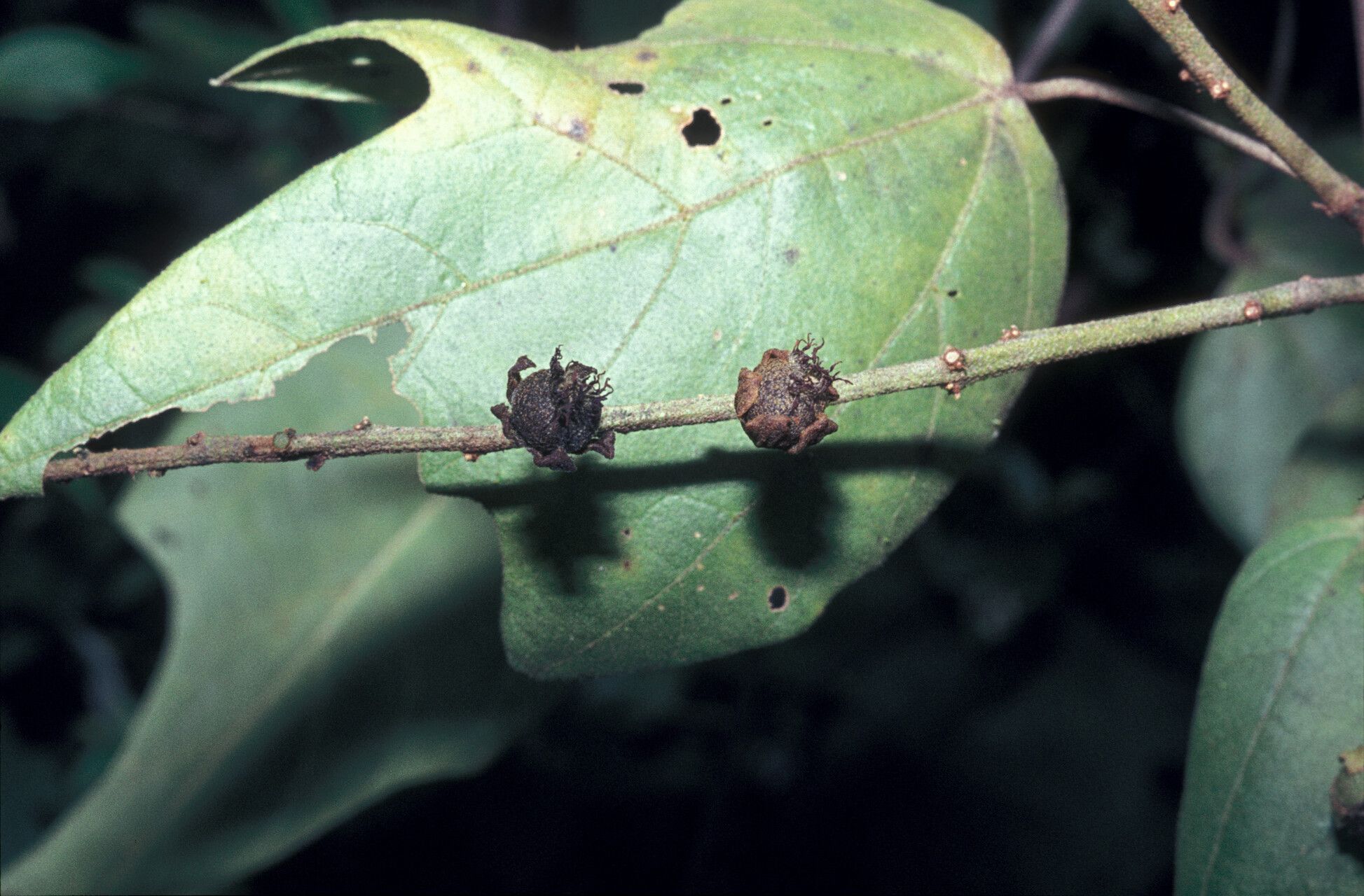 Croton nuntians fruit