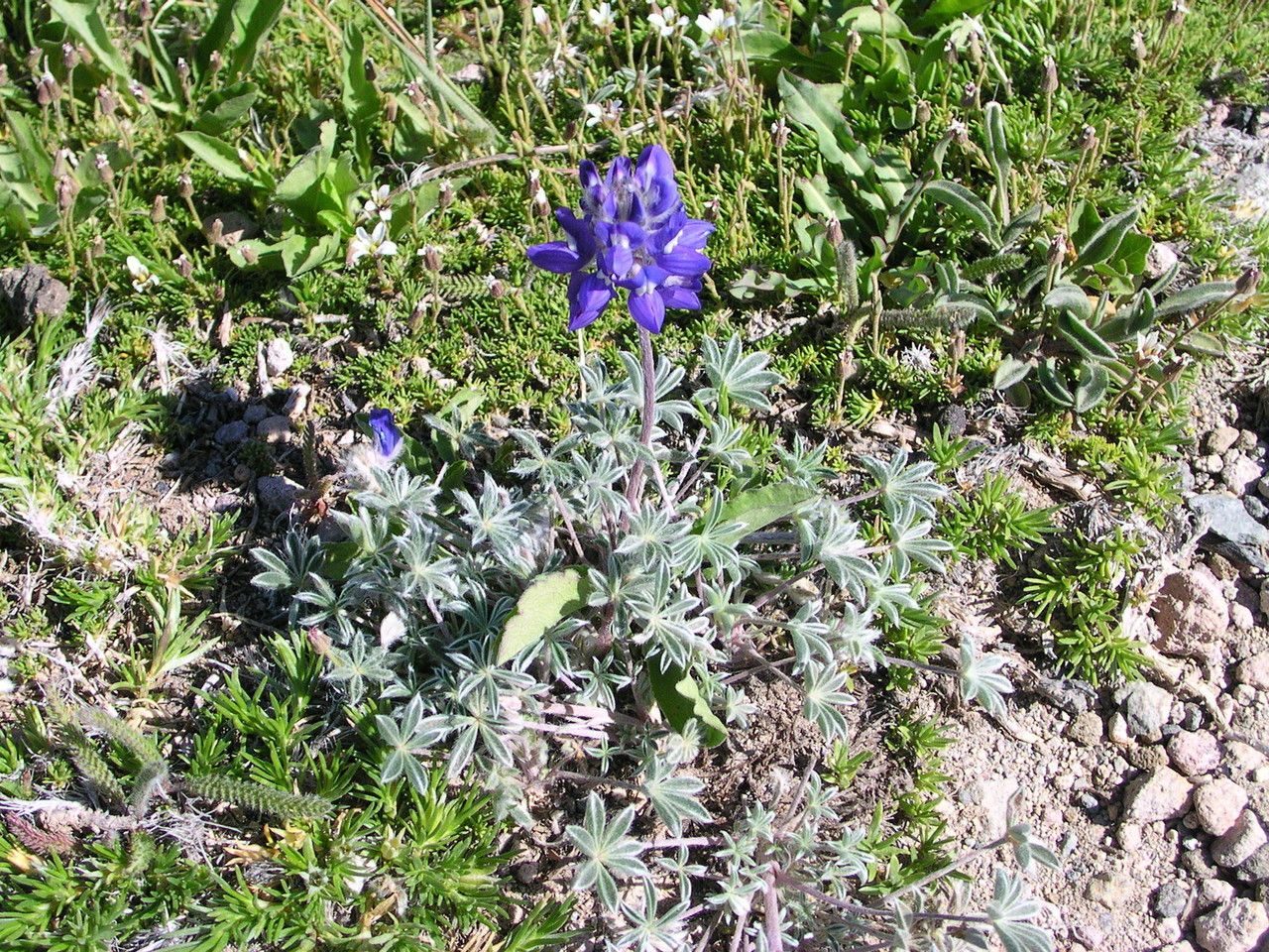 Lupinus sellulus habit