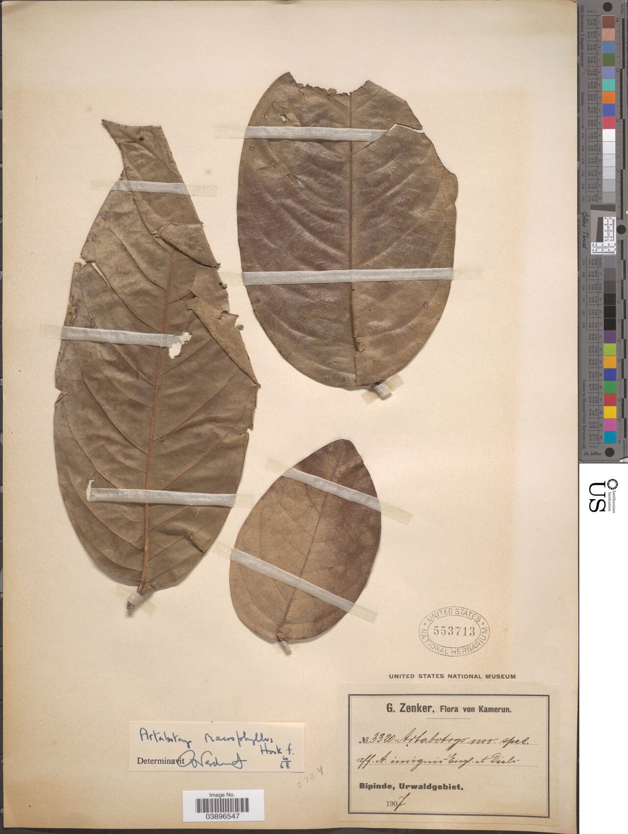 Artabotrys macrophyllus — houseplant care guide