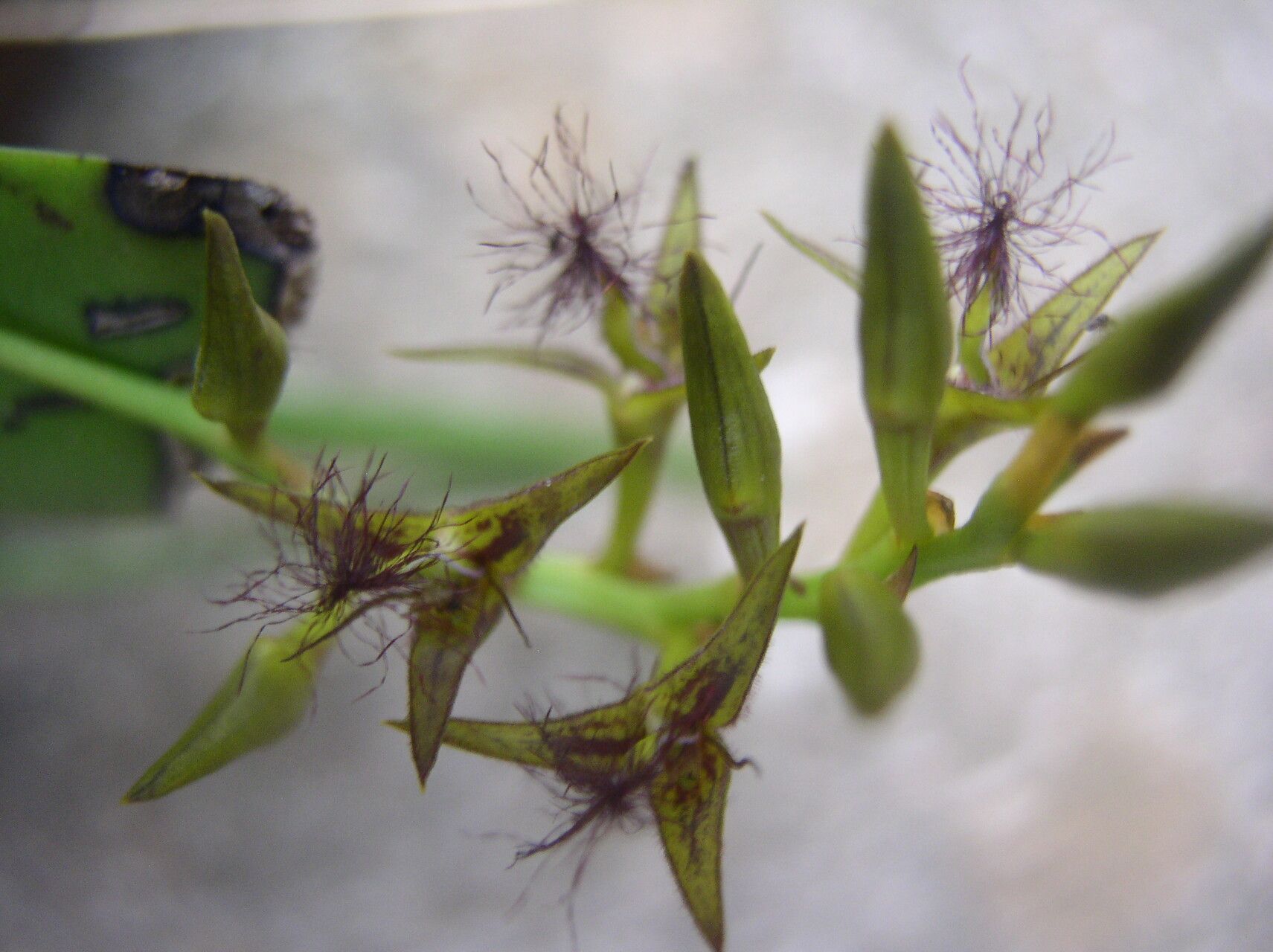 Bulbophyllum alinae fruit