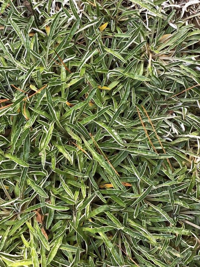 Dymondia margaretae — a medium houseplant, prefers full sun light