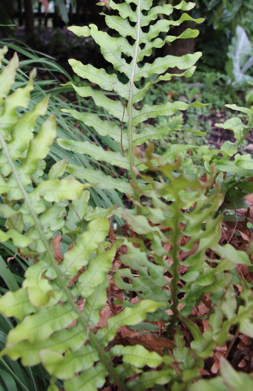 Drynaria baronii — related species from the same genus