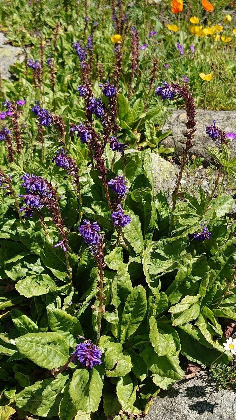 Wulfenia carinthiaca habit