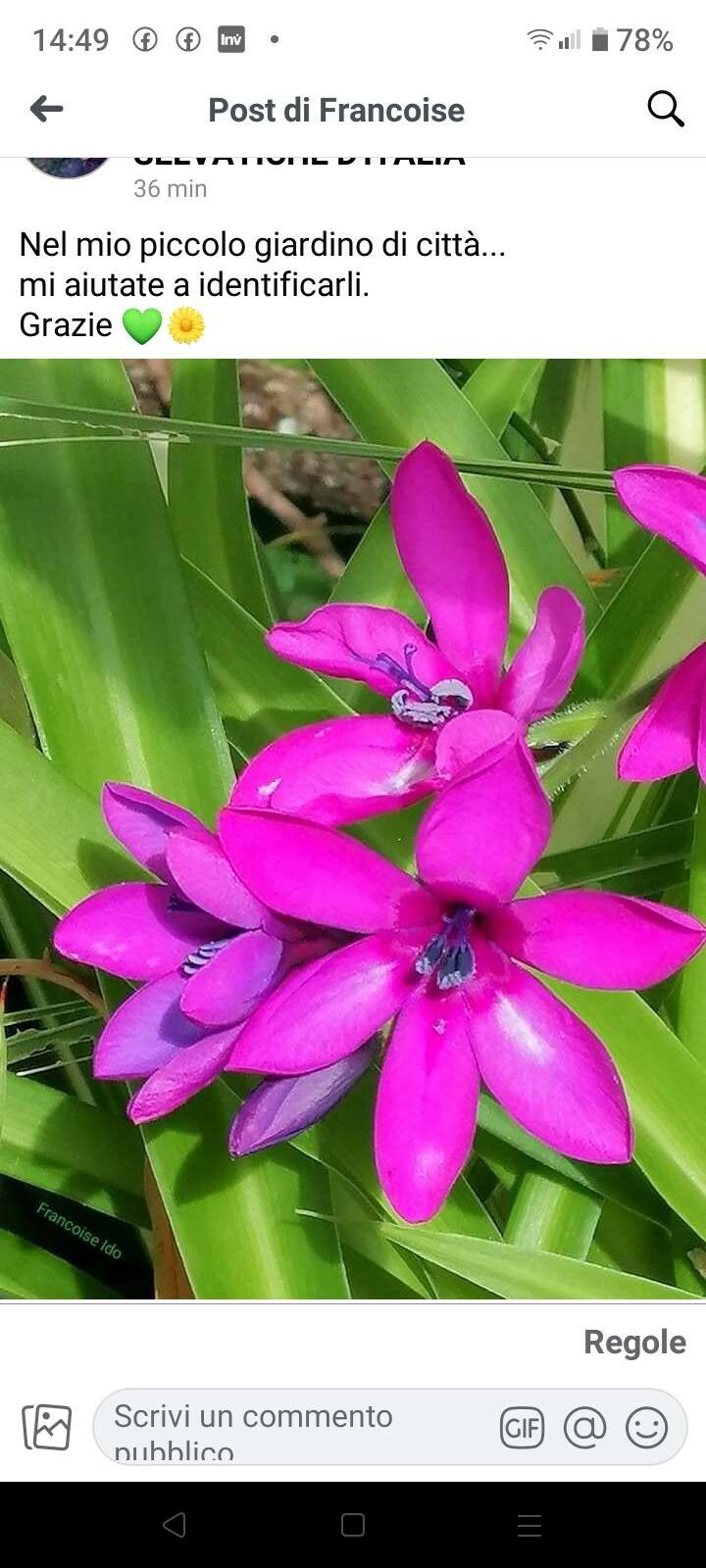 Babiana stricta flower