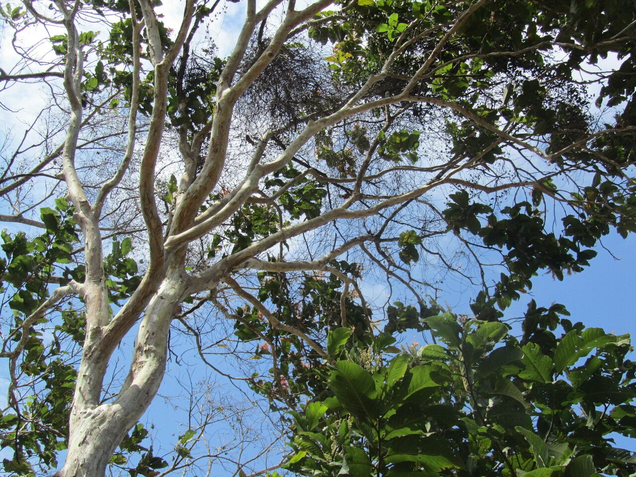 Triplaris melaenodendron bark