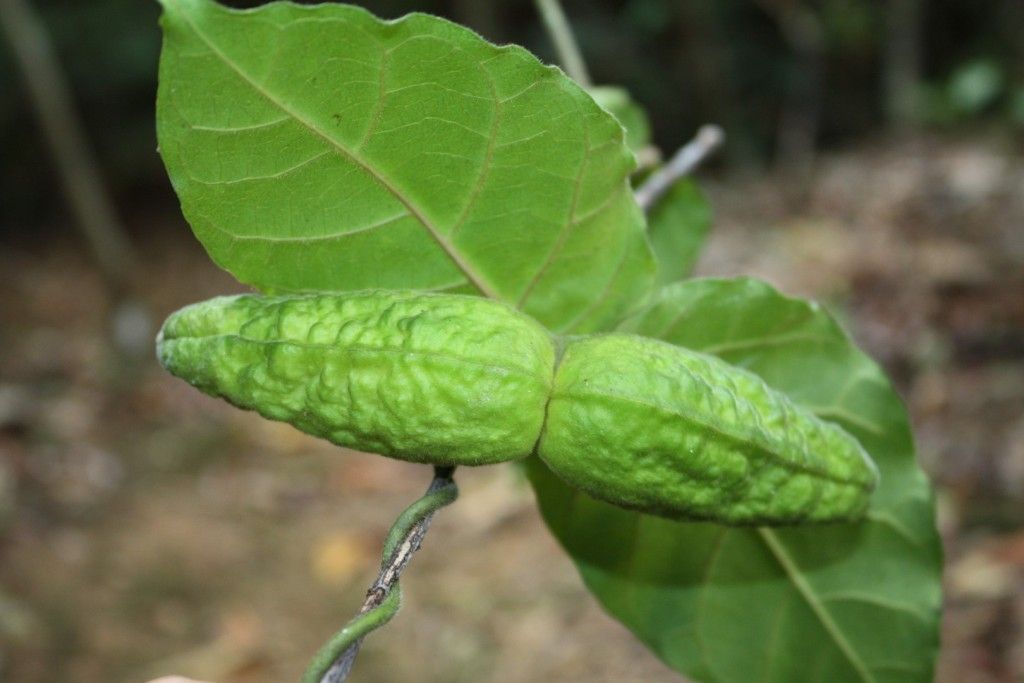 Marsdenia dognyensis — related species from the same genus