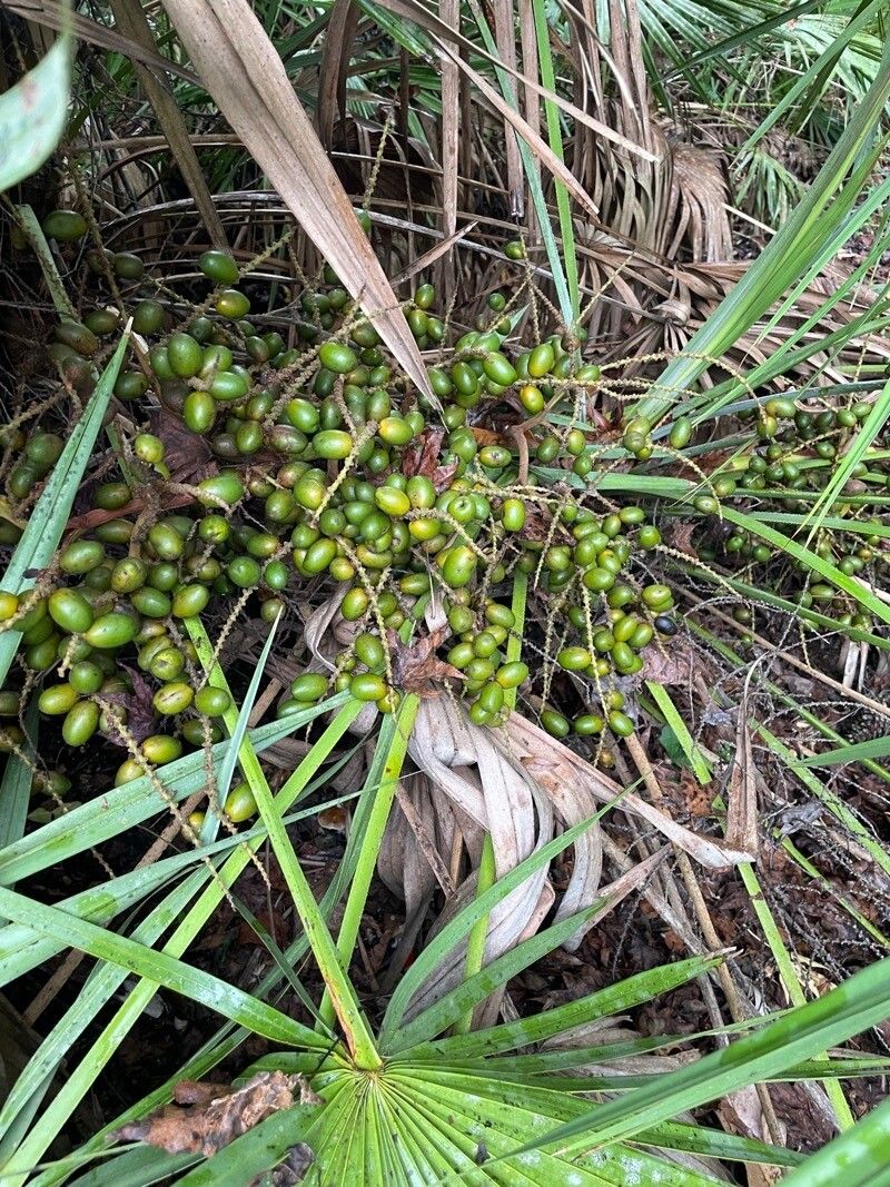 Serenoa repens fruit