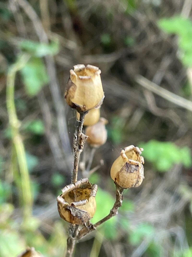 Silene cretica fruit