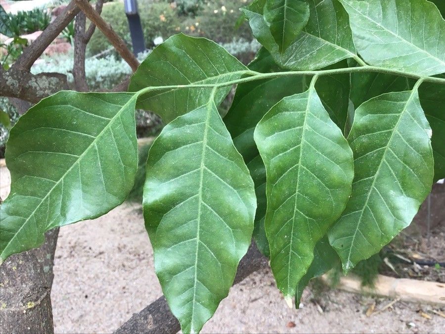 Clausena lansium — search result for 'Rutaceae'
