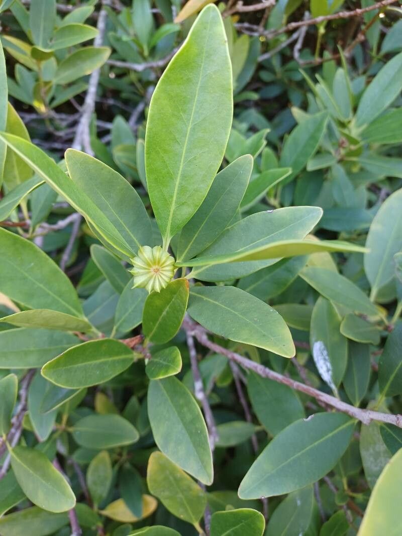 Illicium parviflorum fruit