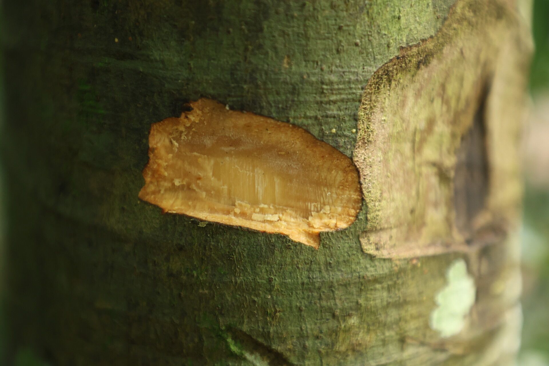 Bersama yangambiensis bark