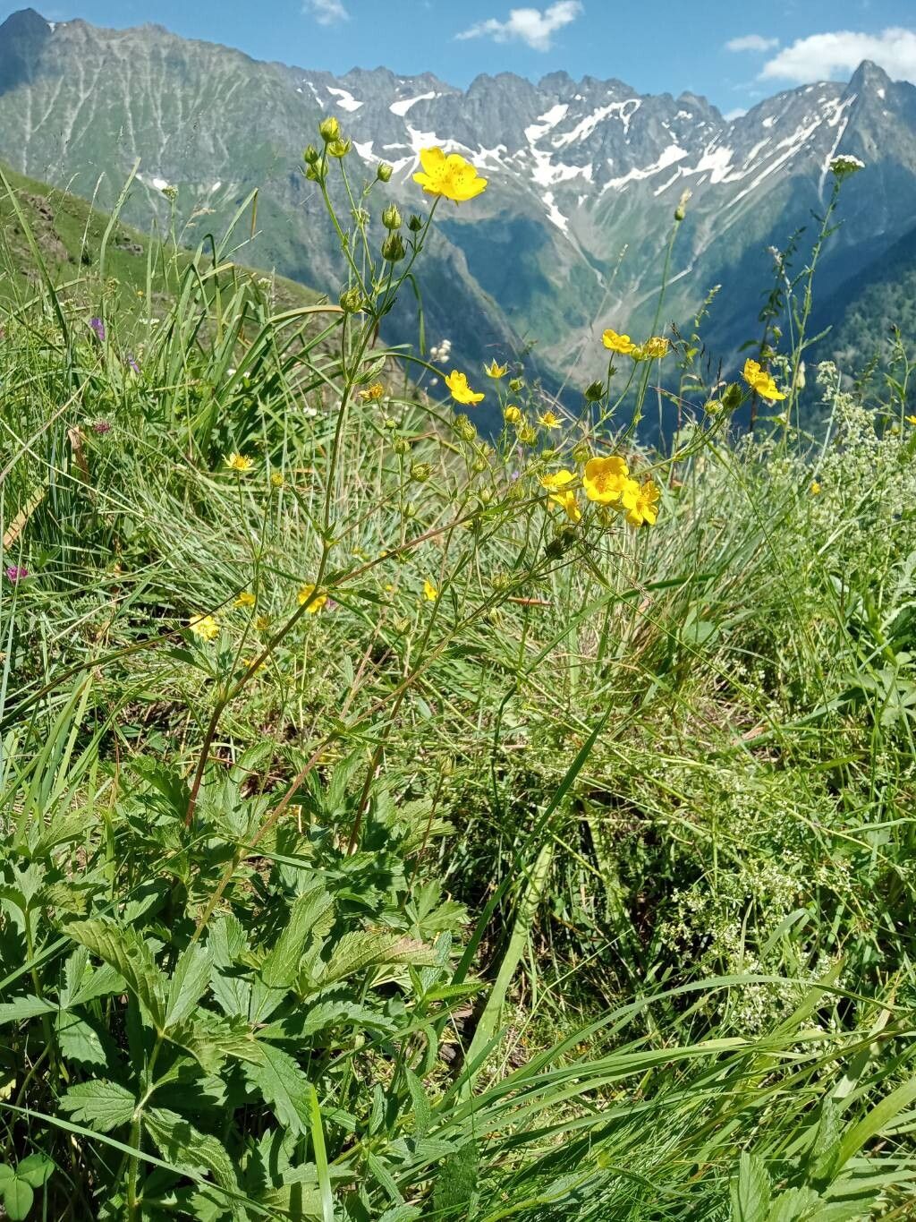 Potentilla delphinensis habit