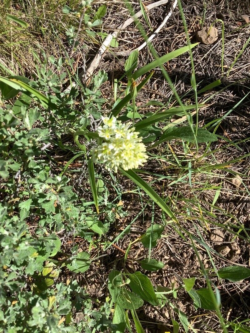 Zigadenus venenosus flower