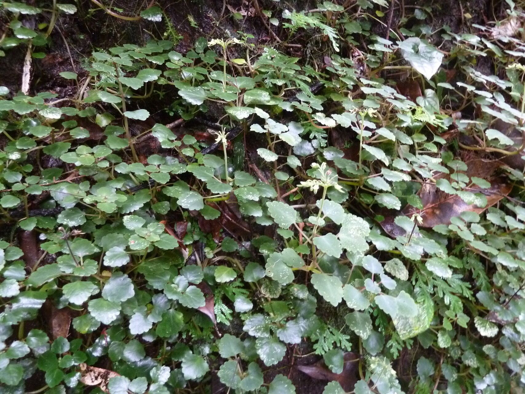 Coleus repens — search result for 'Coleus'