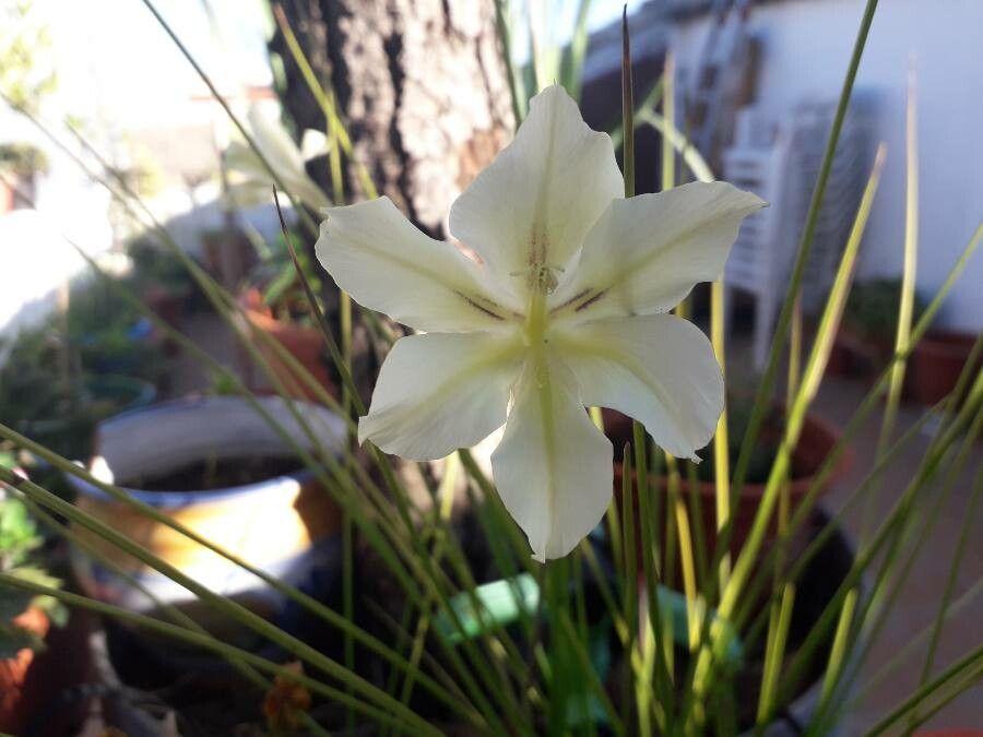 Gladiolus tristis flower