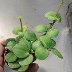 Peperomia pecuniifolia
