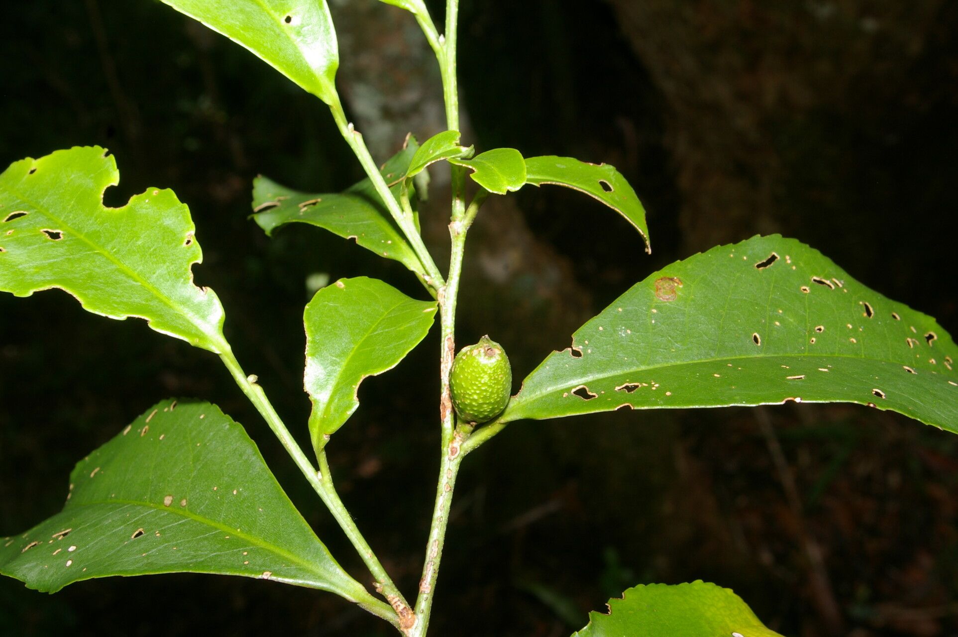 Cleyera theaeoides fruit