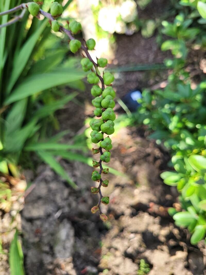 Crocosmia paniculata fruit