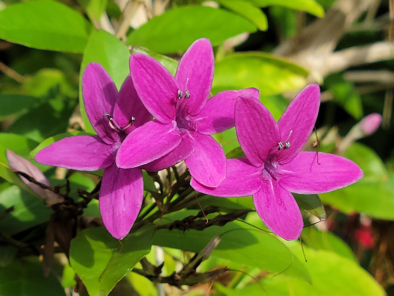 Barleria cristata flower