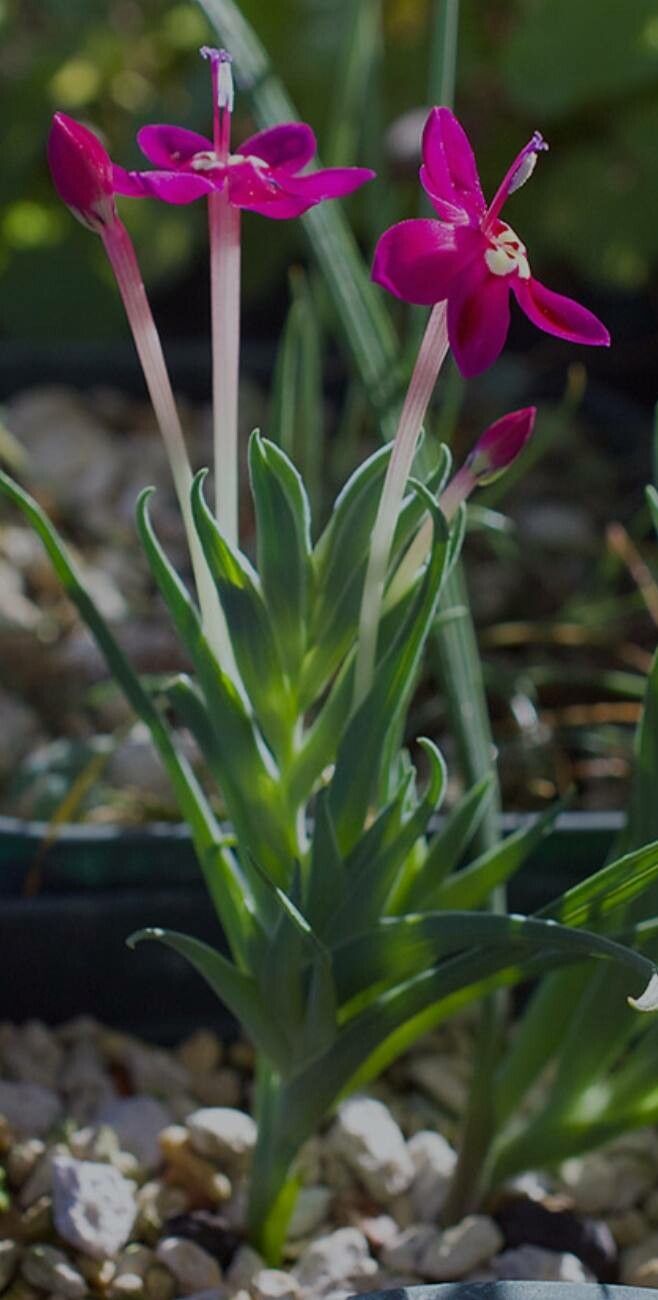 Lapeirousia silenoides leaf