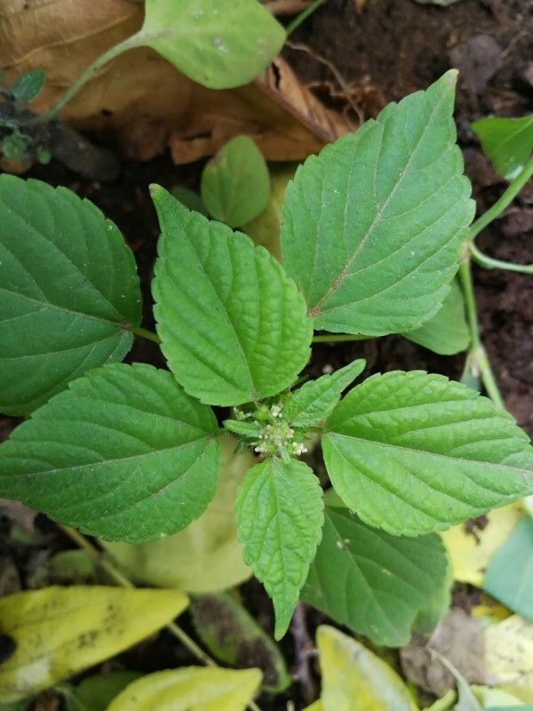 Acalypha brachystachya leaf