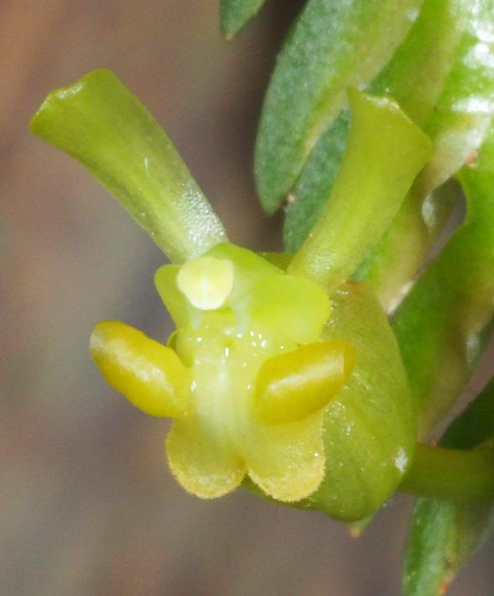 Liparis gibbosa fruit