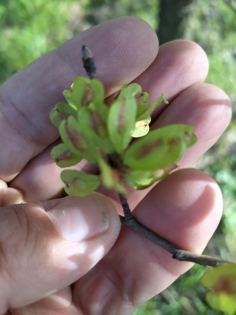 Ulmus uyematsui — search result for 'Ulmus'