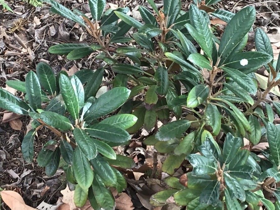 Rhododendron wiltonii leaf
