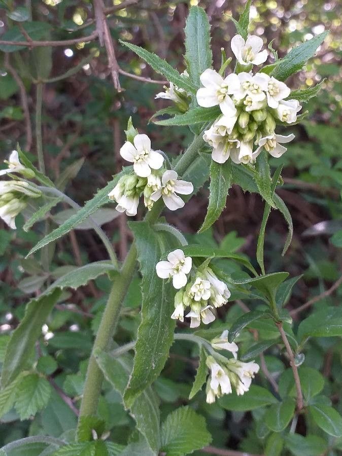 Pseudoturritis turrita flower