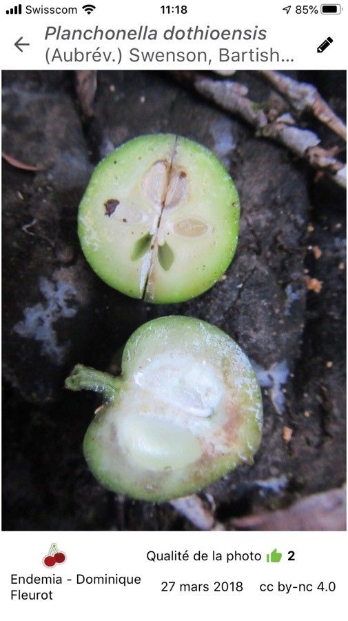 Planchonella dothioensis — houseplant care guide