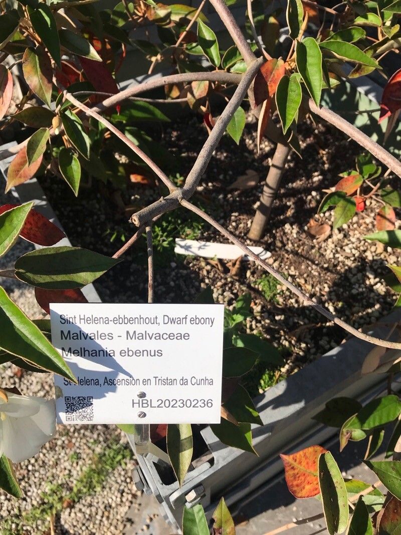 Melhania ebenus bark