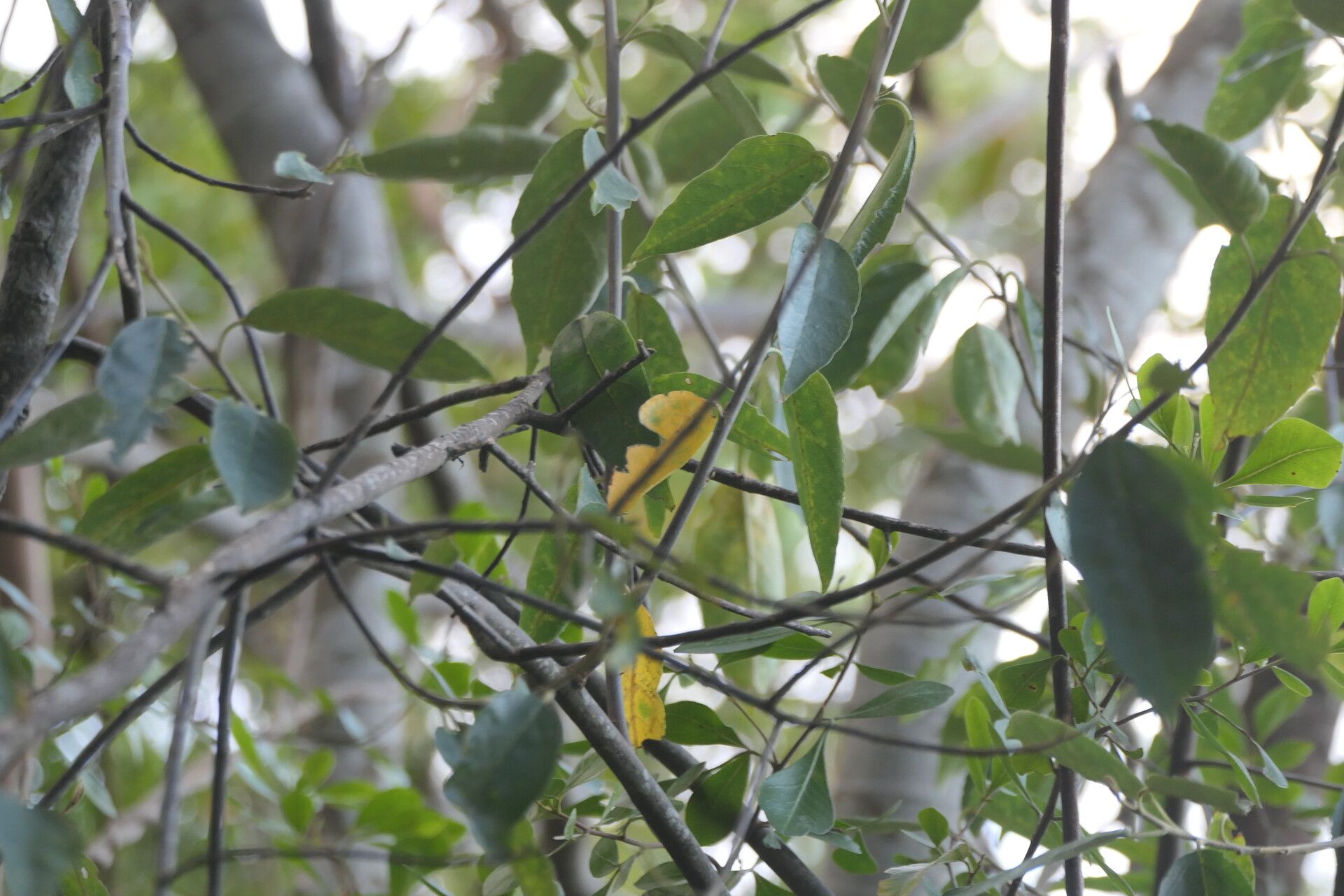 Kiggelaria africana — search result for 'southern Africa'