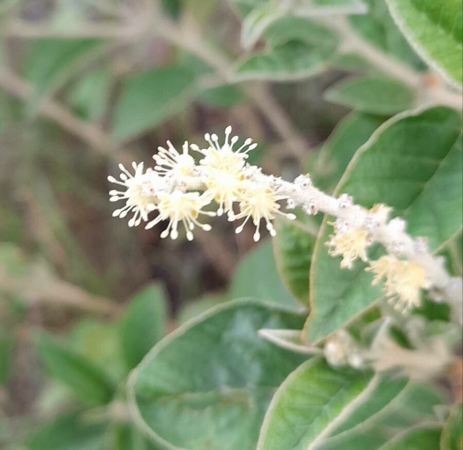 Croton fulvus flower