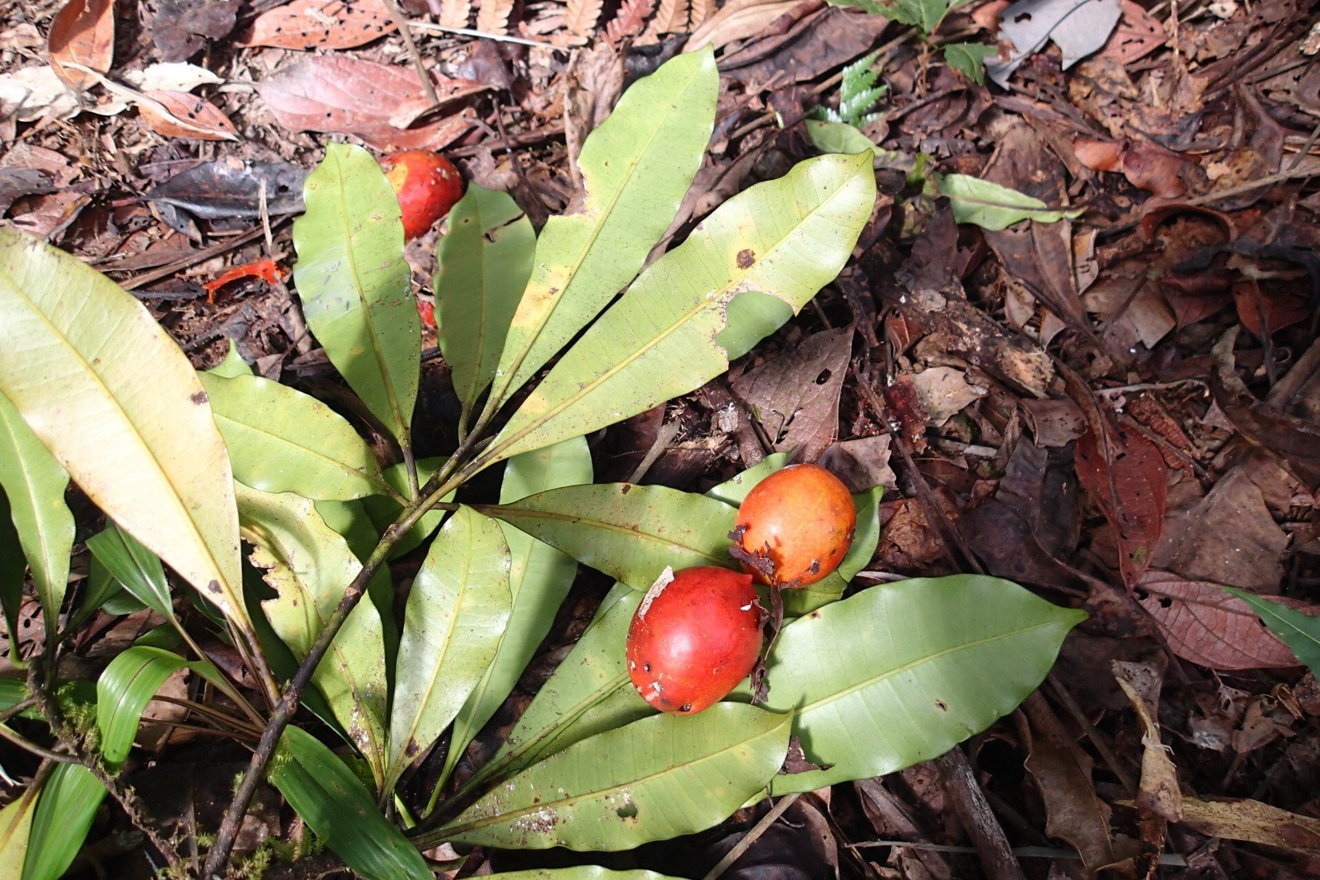 Ochrosia brevituba fruit