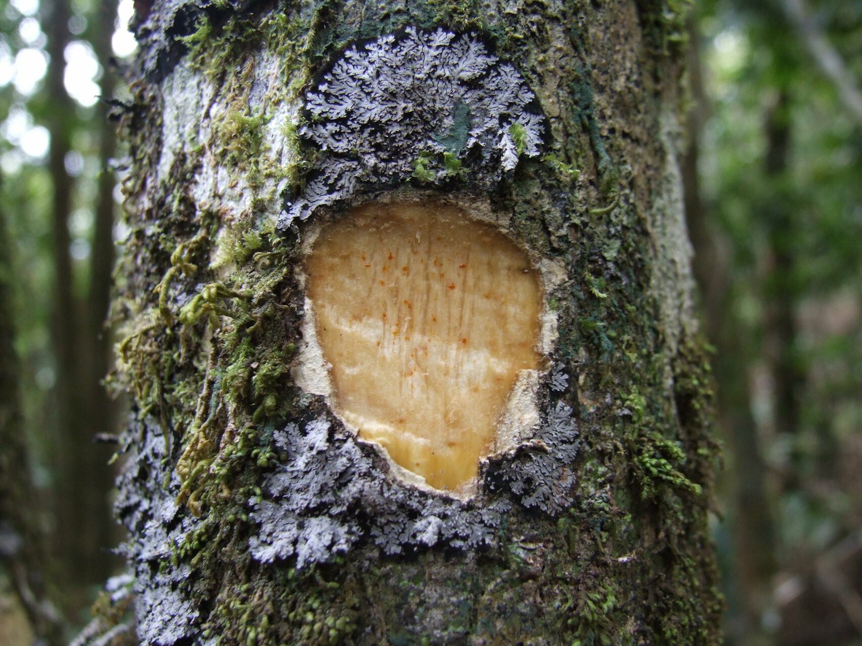 Schefflera vieillardii — search result for 'Schefflera'