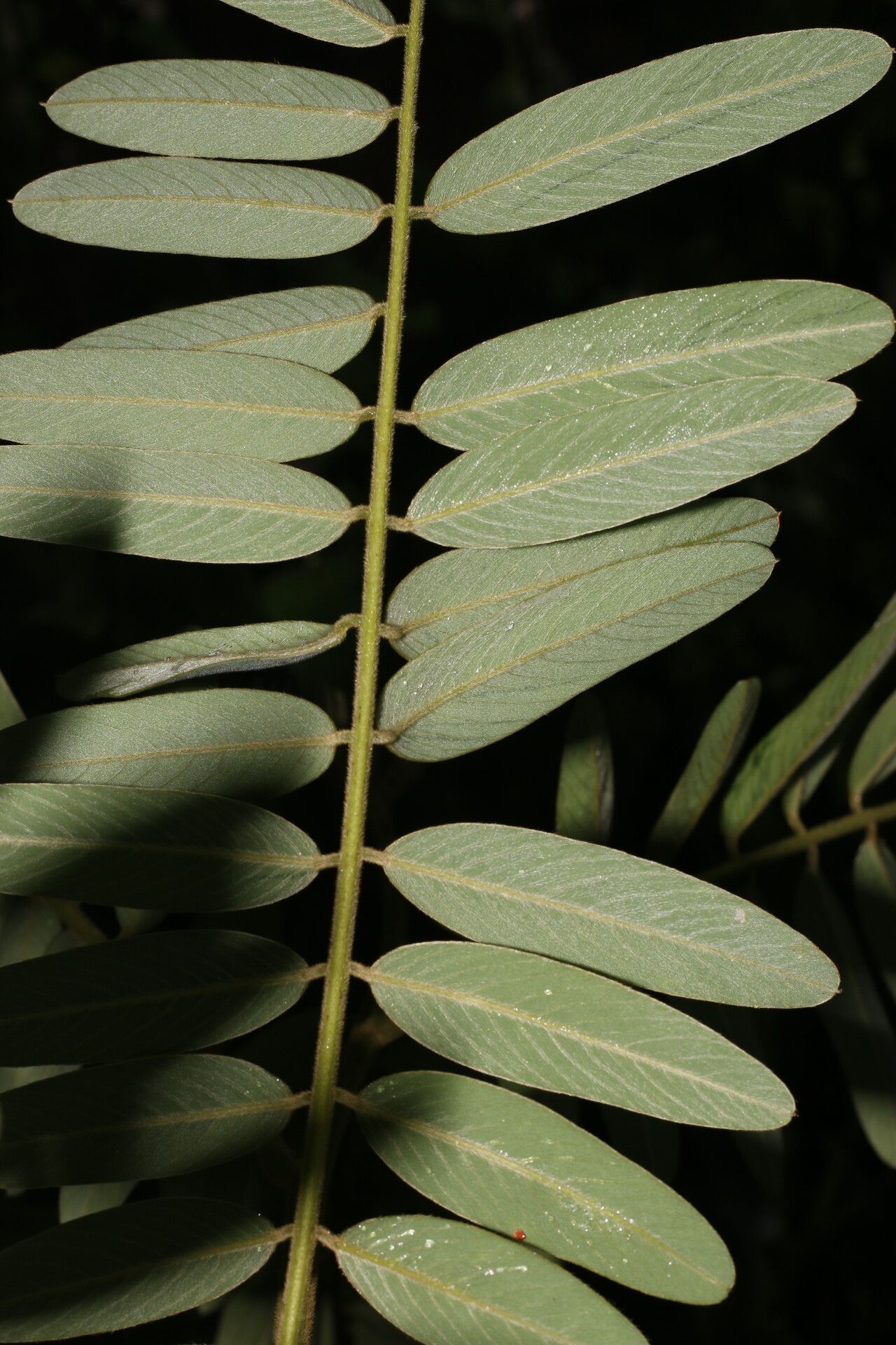 Tephrosia multifolia — houseplant care guide