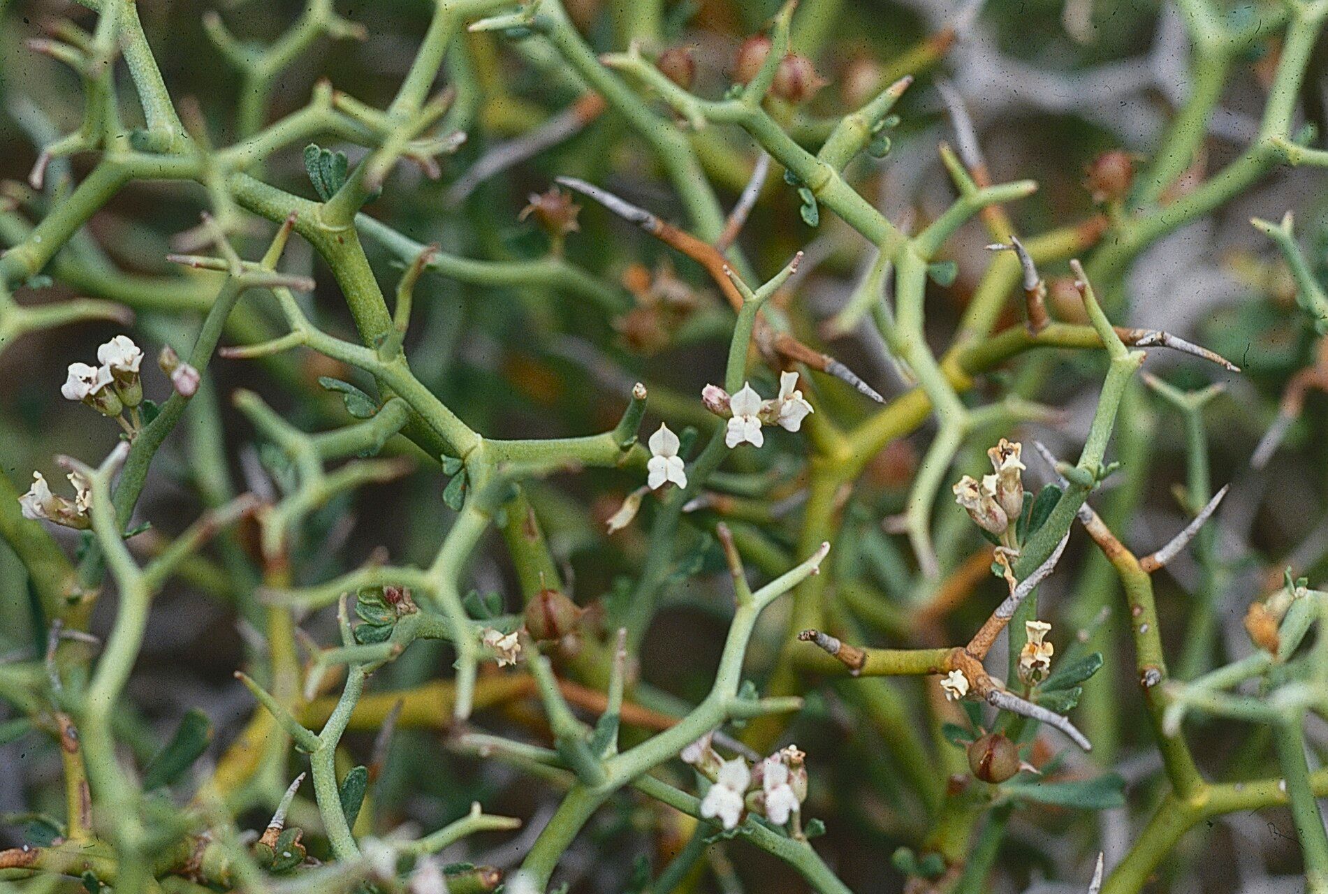 Lotus fulgurans flower