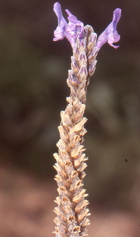 Lavandula mairei fruit