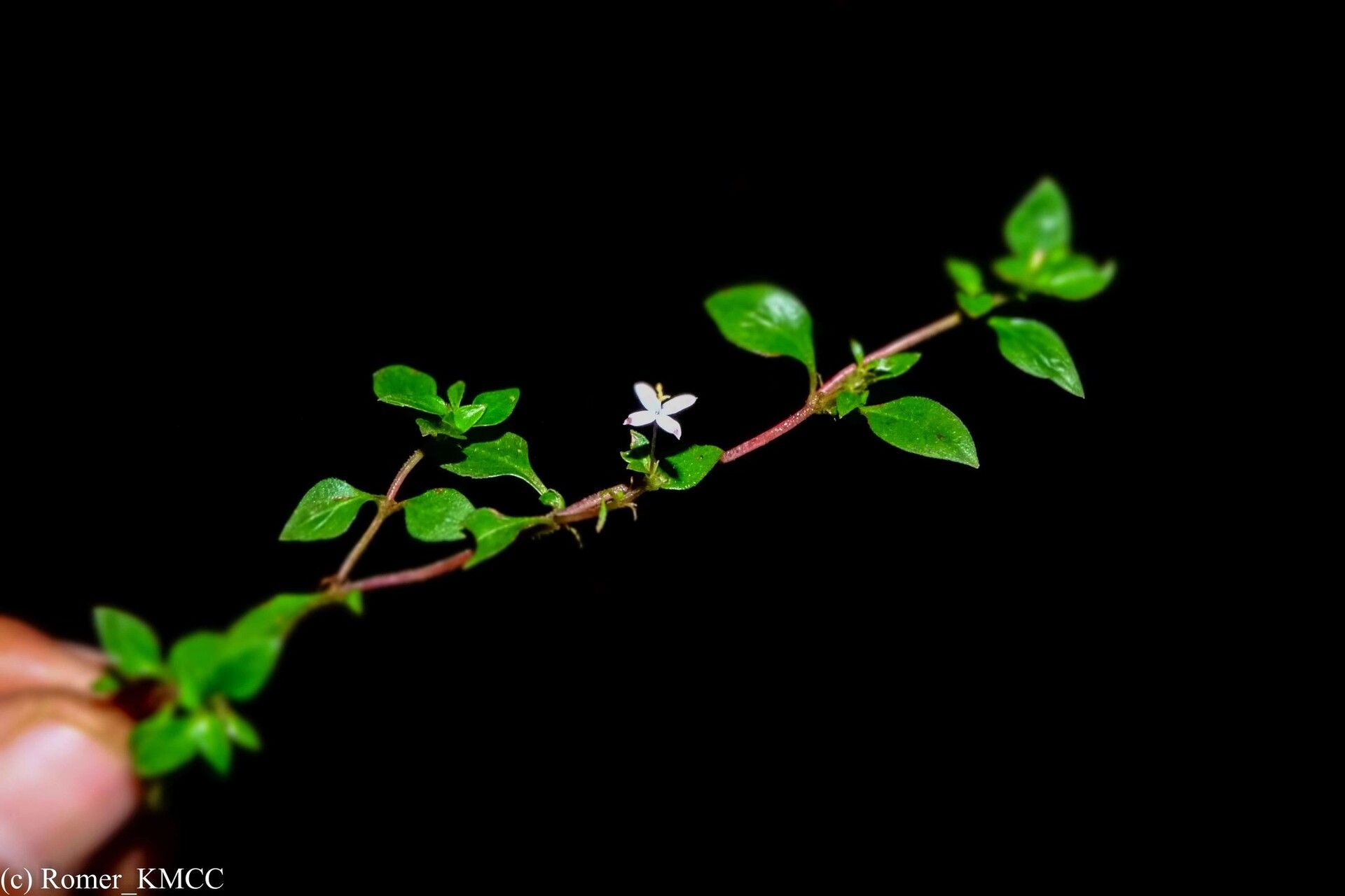 Otiophora pauciflora — related species from the same genus