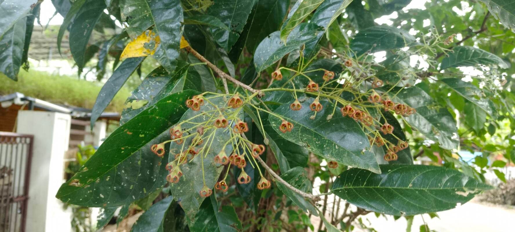 Sterculia balanghas flower